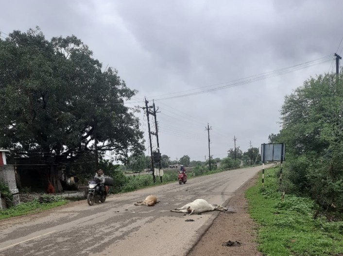 गाय कुचली गई… मगर माफिया की रफ्तार और मुनाफा दोनों सलामत!